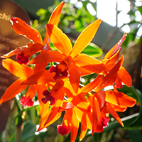 Orange Orchid